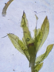 Fissidens exilis