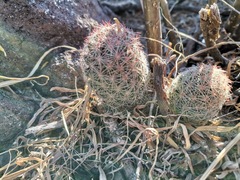 Escobaria chihuahuensis