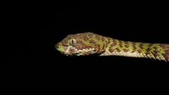 Trimeresurus venustus