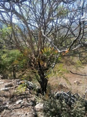 Pseudosmodingium andrieuxii