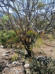 Pseudosmodingium andrieuxii