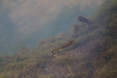 Pseudoxiphophorus bimaculatus