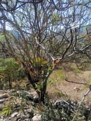 Pseudosmodingium andrieuxii