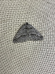 Digrammia imparilata