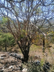 Pseudosmodingium andrieuxii