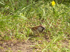 Passer domesticus