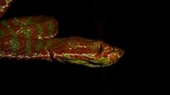 Trimeresurus phuketensis