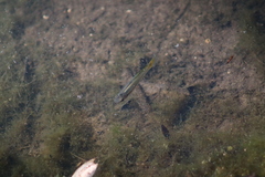 Pseudoxiphophorus bimaculatus