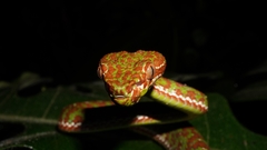 Trimeresurus phuketensis