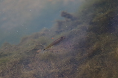 Pseudoxiphophorus bimaculatus