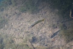 Pseudoxiphophorus bimaculatus