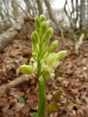 Orchis provincialis