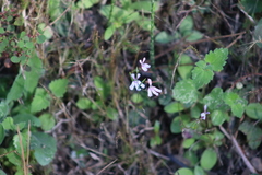 Diastatea