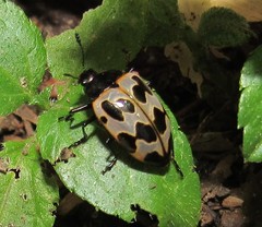 Oligocorynus duodecimmaculatus