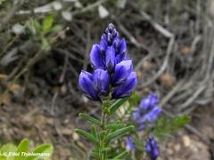 Polygala gnidioides
