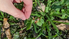 Cardinalis cardinalis