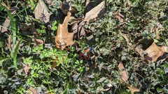 Cardinalis cardinalis