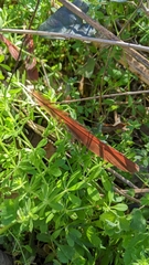 Cardinalis cardinalis