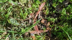 Cardinalis cardinalis