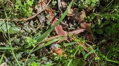 Cardinalis cardinalis