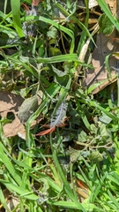 Cardinalis cardinalis