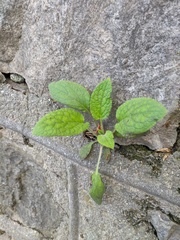 Borago officinalis