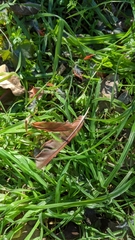 Cardinalis cardinalis