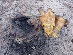 Scleroderma meridionale