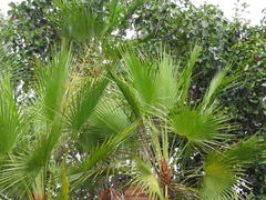 Acoelorraphe wrightii