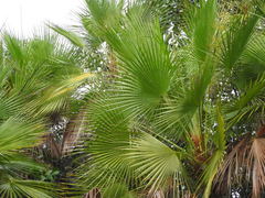 Acoelorraphe wrightii