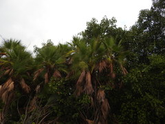 Acoelorraphe wrightii