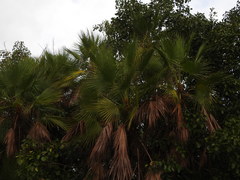 Acoelorraphe wrightii