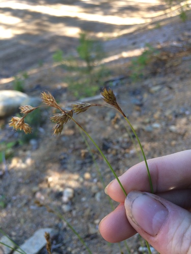 Image of Carex foenea by no rights reserved