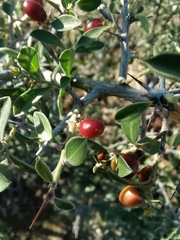 Condalia correllii