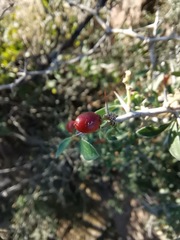 Condalia correllii