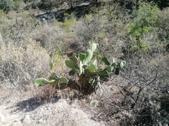 Opuntia lasiacantha