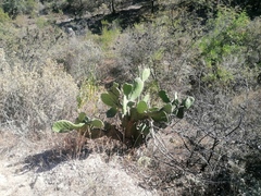 Opuntia lasiacantha