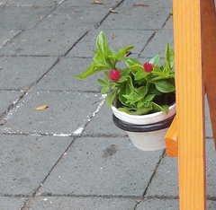 Mesembryanthemum cordifolium