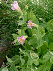 Erythranthe erubescens