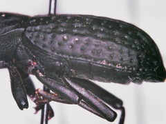 Polypleurus perforatus