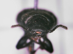 Polypleurus perforatus