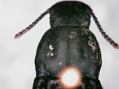 Polypleurus perforatus