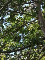 Turdus grayi