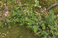 Veronica canterburiensis