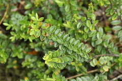 Veronica canterburiensis