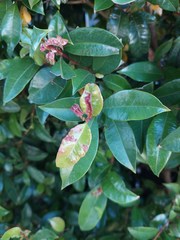 Austropuccinia psidii