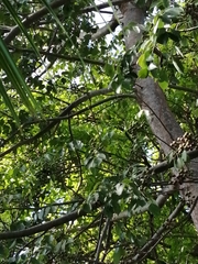 Turdus grayi
