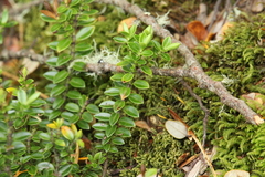 Veronica canterburiensis