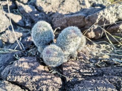 Escobaria chihuahuensis