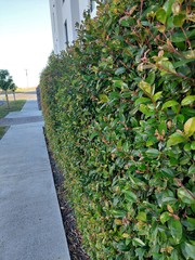 Austropuccinia psidii